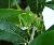Closeup_3.jpg