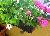 blumenkasten2.jpg