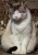 katze1.jpg