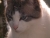 1-katze 002.jpg
