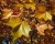 herbst3.jpg