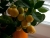 Mandarine_1.jpg