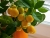 Mandarine_3.jpg