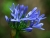 06_Liebesblume.jpg