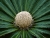 08_Palme.jpg