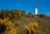 Ginsterturm_NIK3392.jpg
