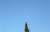 Mauersegler.jpg