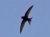 Mauersegler_400mm.jpg