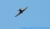 swift-nx11.jpg