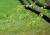 Buche_2.jpg