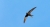 swift-close-up.jpg