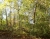 herbst-falkensee-02.jpg