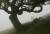 Madeira Nebel_2.jpg
