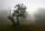 Madeira Nebel_3.jpg