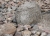 steine-3.jpg