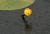 Teichrose.jpg