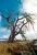 Zombie Tree II.jpg