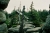 Nordwald_2.jpg