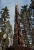 Zombie Tree III.jpg