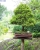 bonsai2.jpg