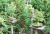 bonsai3.jpg