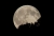 Vollmond_02072015.jpg