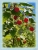 Norwegische Himbeeren.jpg