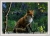Herbstfuchs.jpg