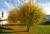 goldenerherbst1.jpg