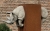 Nashorn_1.jpg