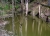 mirrortrees_1.jpg