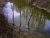 mirrortrees_2.jpg