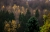 Herbstwald.jpg