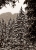 Winterwald_1965_4.jpg