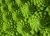 Romanesco_2.jpg
