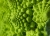 Romanesco_3.jpg