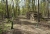 holz-100.jpg