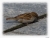 Spatz aus ndalsnes.JPG
