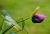 Anthurium.jpg
