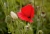 Mohn.jpg
