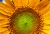 Sonnenblume.jpg