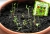 Irishflowers_1a.jpg