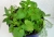 Irishflowers_2.jpg