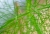 Irishflowers_3.jpg