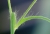 Irishflowers_4.jpg