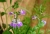 Irishflowers_5.jpg