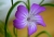 Irishflowers_6.jpg