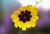 Irishflowers_7.jpg