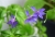 Irishflowers_8.jpg