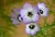 Irishflowers_9.jpg